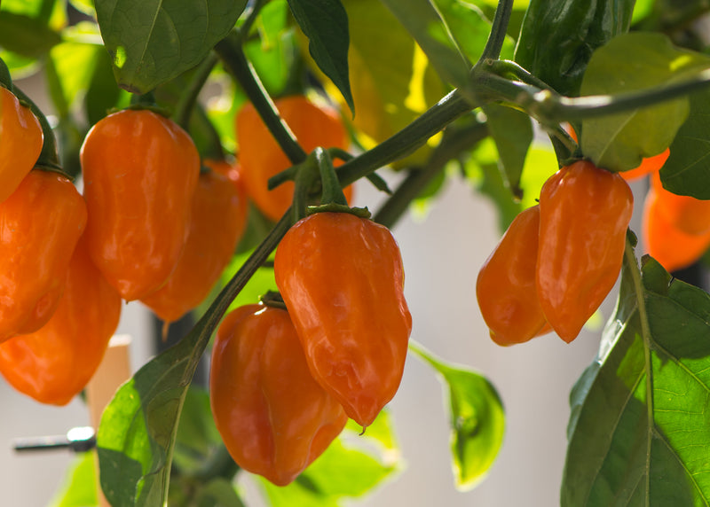 Vibrant orange habanero peppers growing on a lush green plant, showcasing the fiery, spicy chili peppers ideal for home gardening and culinary use.