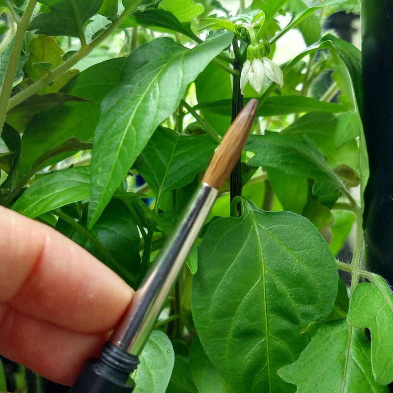 Hand Pollinating Peppers with paintbrush

