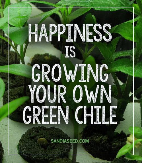 10 Reasons Growing Peppers is Good for Your Health! Happiness is growing your own green chile! 