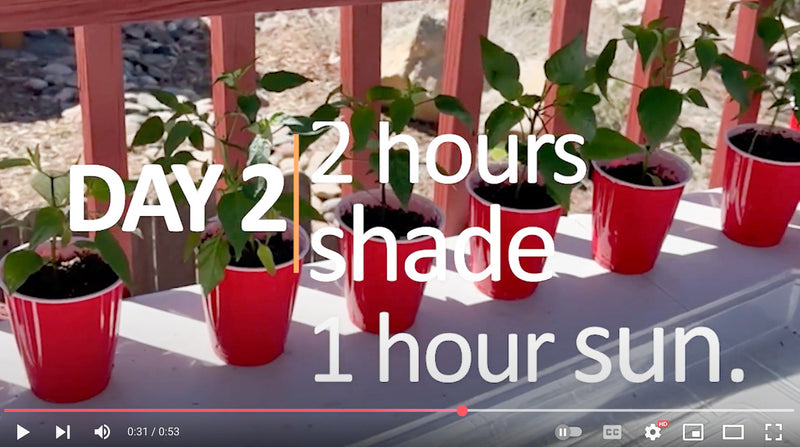 Hardening Off Pepper Plants