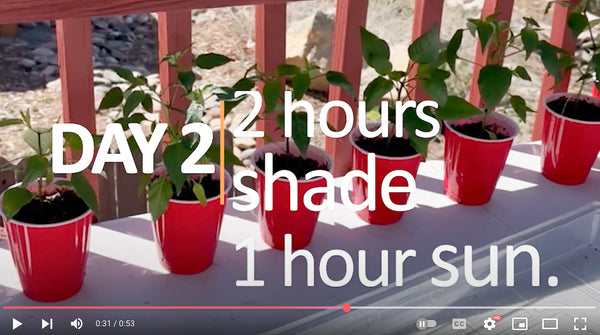 Harden Off Pepper Plants