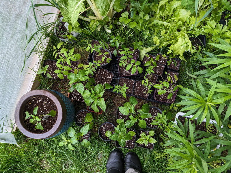 Best Pepper Seeds for Planting