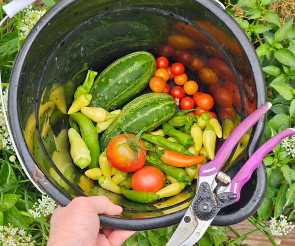 From Seed to Table: Why Growing Your Own Food Matters More Than Ever ...