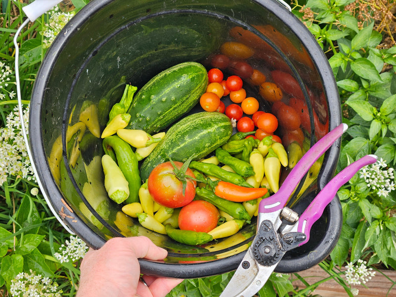 From Seed to Table: Why Growing Your Own Food Matters More Than Ever