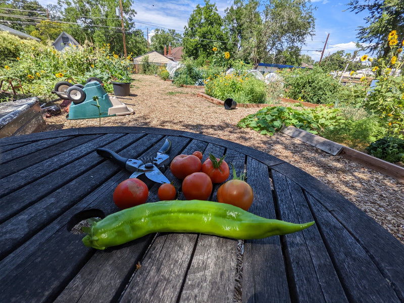 A vibrant green chili pepper on a wooden outdoor table with ripe tomatoes, gardening tools, and a lush vegetable garden in the background.