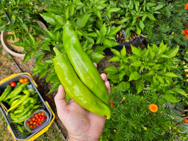 What zone do Hatch chiles grow in? 