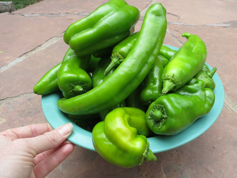 Biggest Pepper in the World - Big Jim Legacy harvest