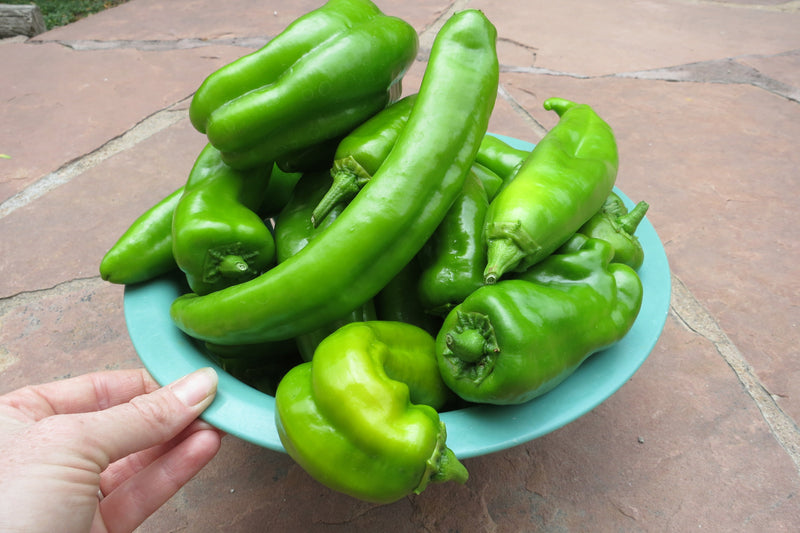 When to Harvest Green Chile