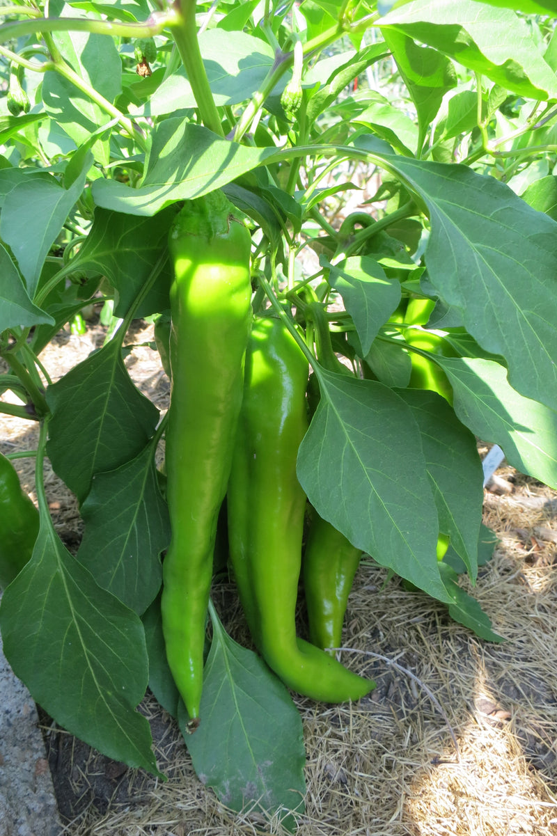 Hatch Chile Seeds: Why do you call your seeds Hatch?