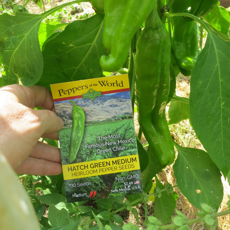 Soil for Peppers - growing peppers like this requires healthy soil. A close-up of green pepper plants with a seed packet labeled Heirloom Pepper Seeds  in a garden, highlighting soil for peppers and healthy plant growth.