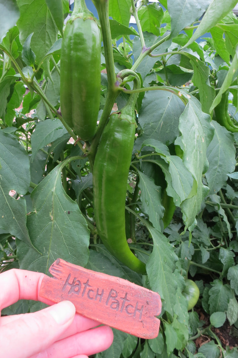 Grow a Hatch Patch: Hatch Patch sign shown in hand in front of chile garden patch

