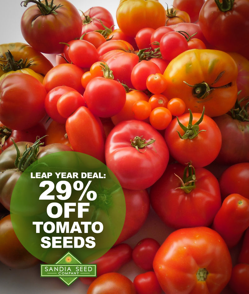 Best Heirloom Tomato Seeds on Sale!