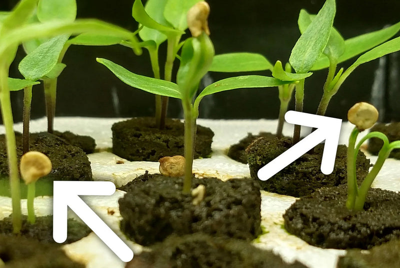 Hot Pepper Seeds: Helmet Head examples where the seed shell casing doesn't release the first leaves of the seedling

