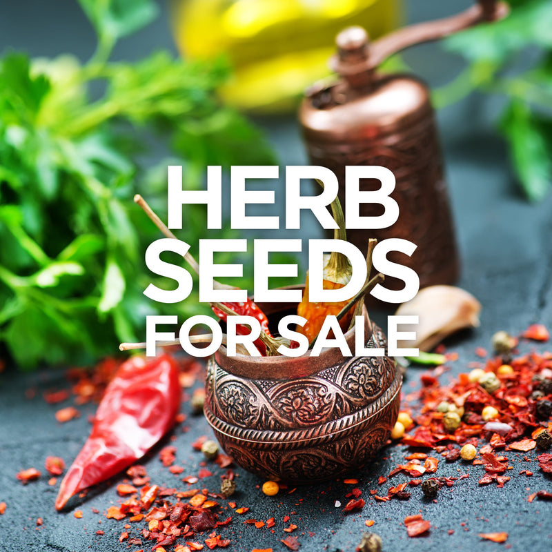Herb Seeds: A decorative clay pot filled with fresh herb seeds, surrounded by crushed red pepper flakes and dried herbs on a dark surface, illustrating herb seeds for sale.