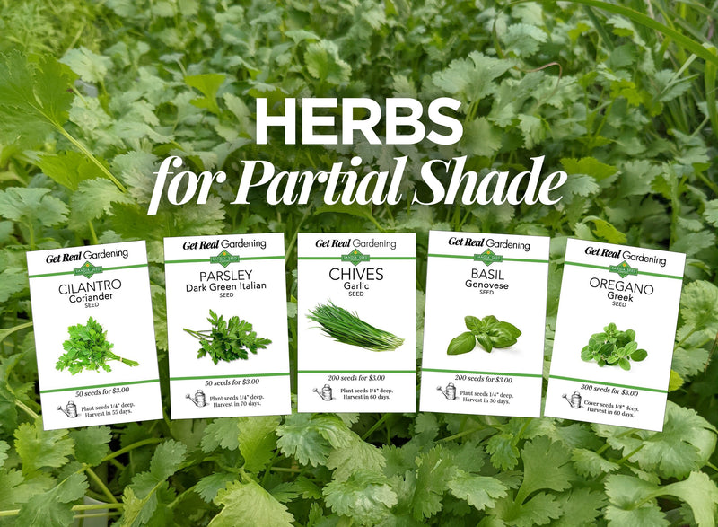 Herbs for Partial Shade