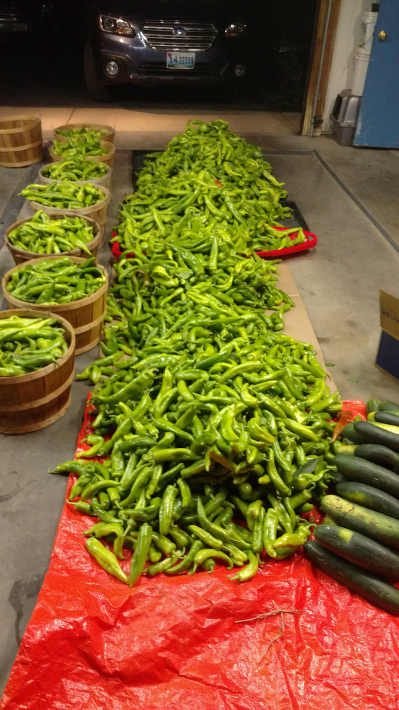 Can you Grow Green Chile in Wyoming? Green chile peppers displayed on a red tablecloth at a market, highlighting the harvest possibilities of growing green chiles in Wyoming.