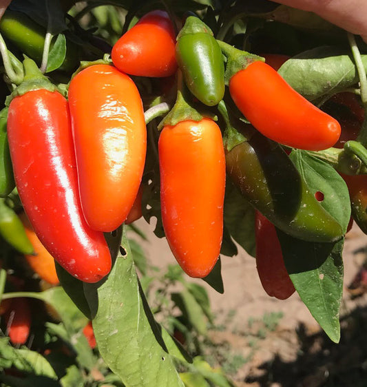 Pepper Plant Pests