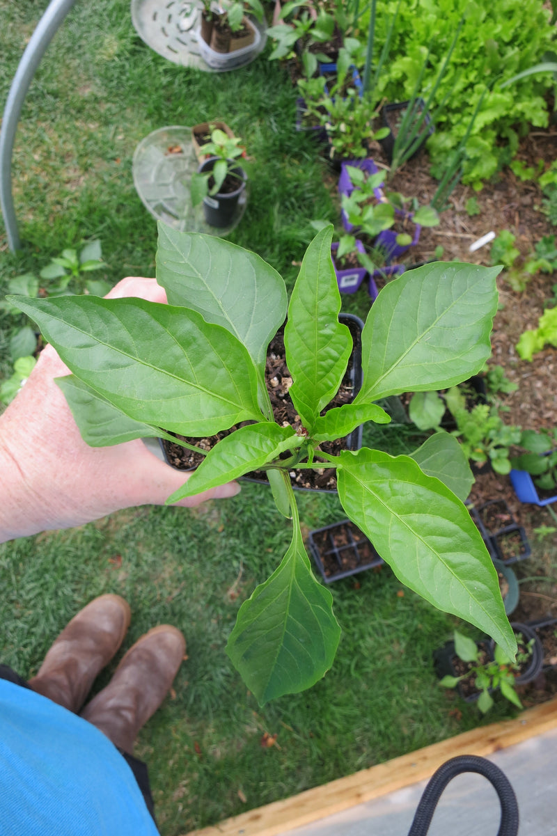 Why are my pepper plants not growing?