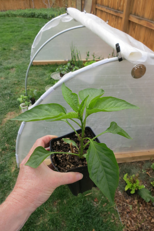 Can peppers withstand a light frost?
