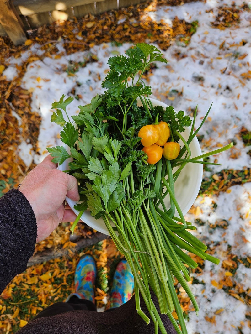 Growing Peppers in Pots - Extend the harvest!