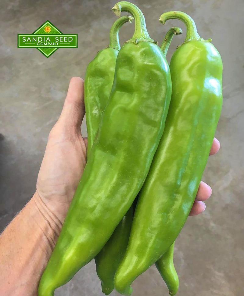 How to Fertilize Hatch Chile Plants - Giant Big Jim Chiles in hand