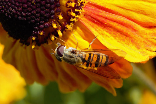 Plants that Attract Beneficial Insects