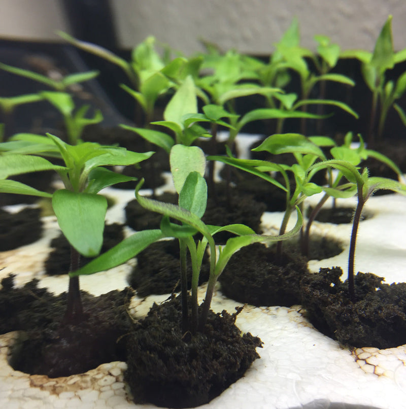 How Deep to Plant Pepper Seeds? These seedlings are getting ready to be transplanted.

