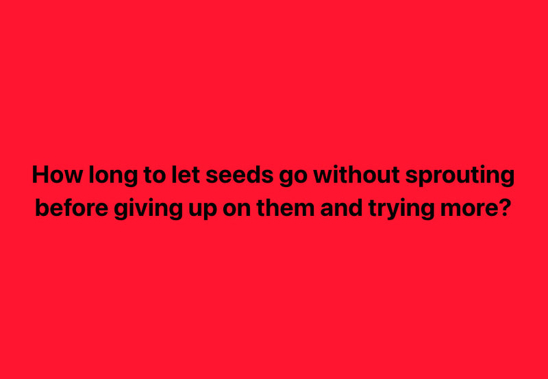 How long to let pepper seeds go before giving up on them?