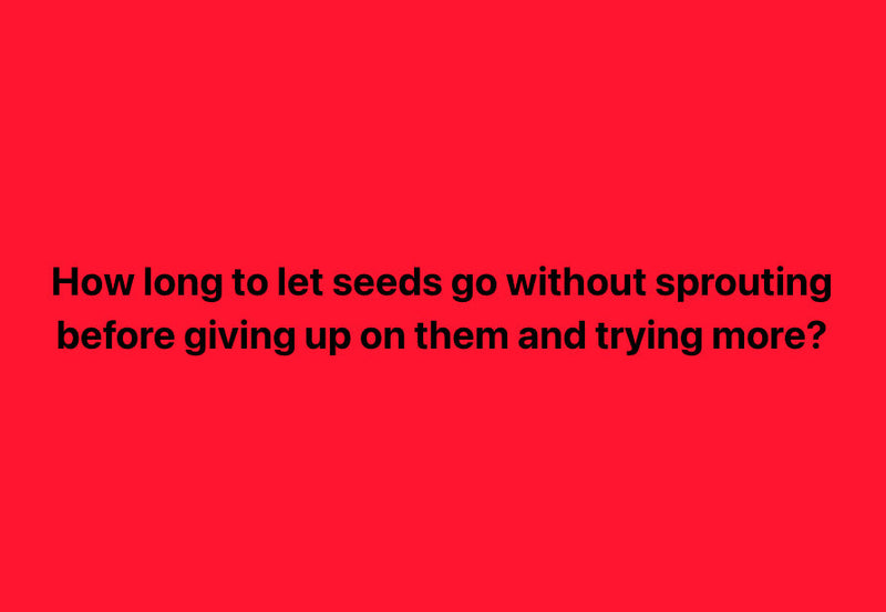 How long to let pepper seeds go before giving up? This is a text-based image with a red background and black text asking about the duration to wait before giving up on pepper seeds that haven't sprouted, relevant to gardening and seed starting.