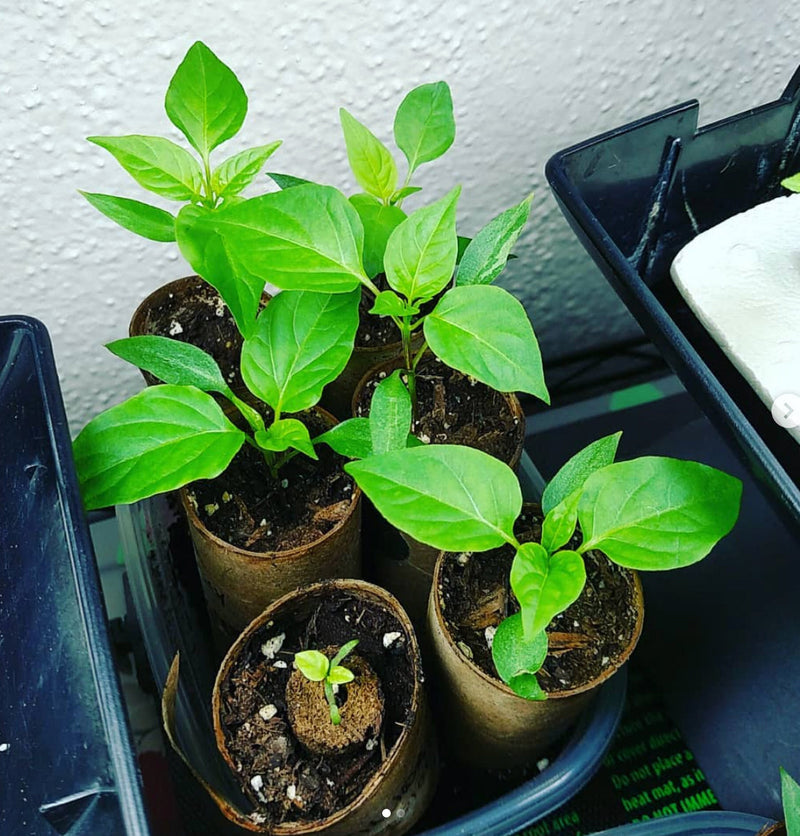 How to Grow Hot Peppers from Seed - seedlings started indoors