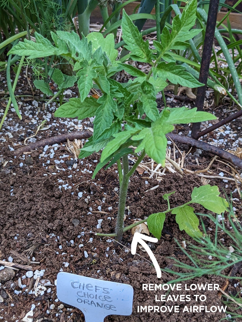 How to Prune Tomato Plants
