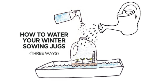 How to Water your Winter Sowing Jugs