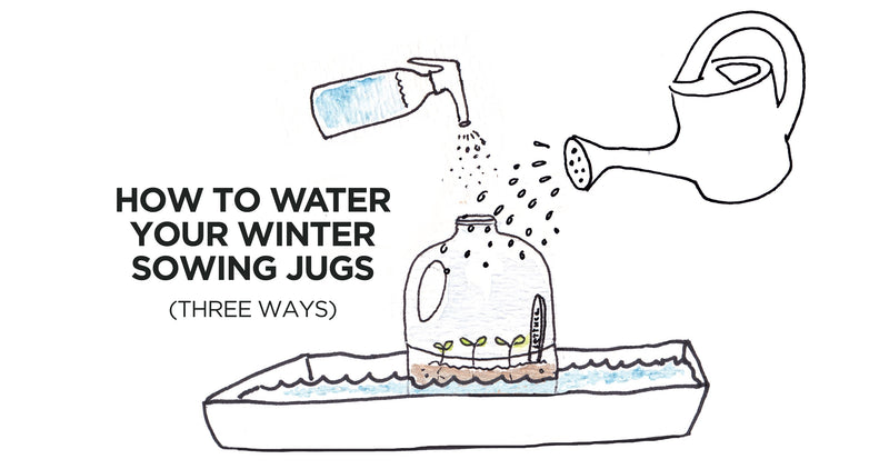 How to Water your Winter Sowing Jugs