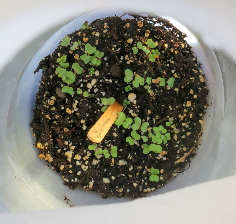 What to plant in January - Winter Sowing Seeds in Jugs

