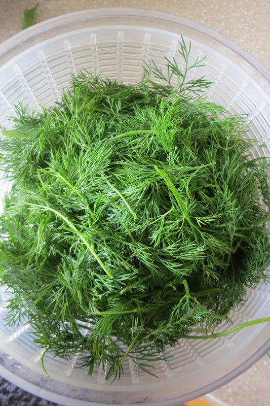 Best way to Preserve Dill - Top Techniques