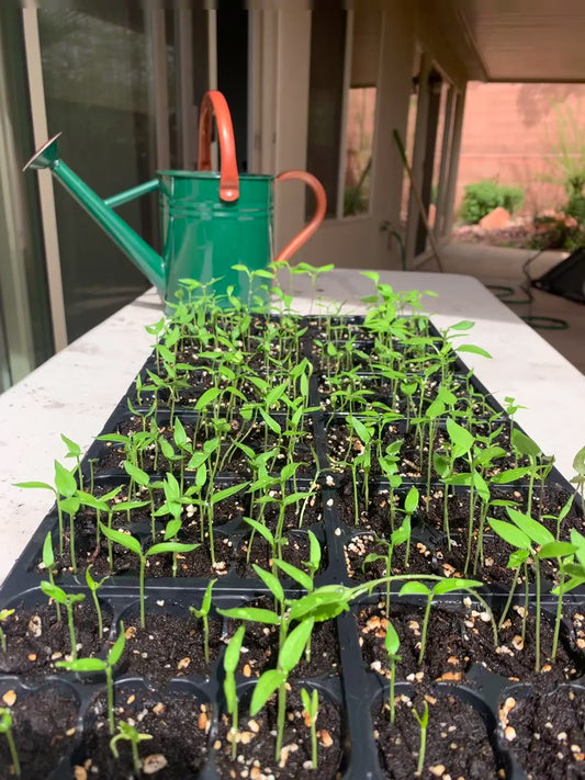 How long does it take to grow peppers from seed?