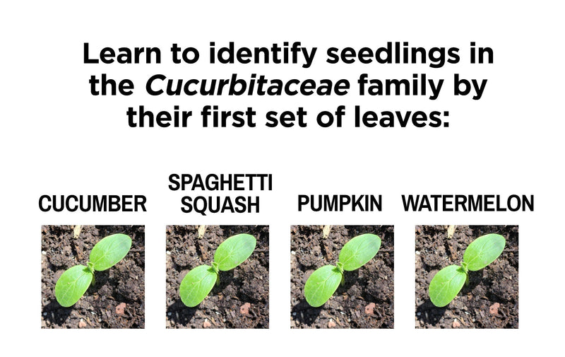 How to Identify Squash Leaves: Cucurbits all the look the same at first!