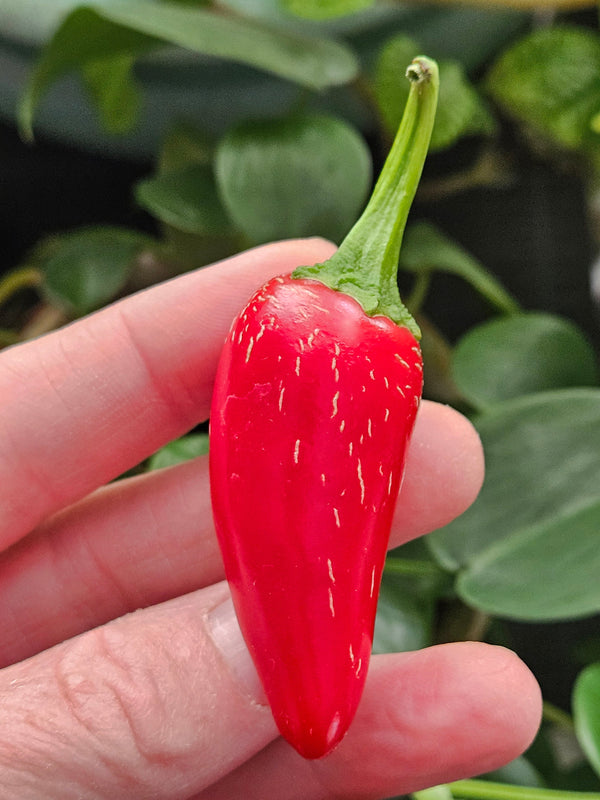Corking on Jalapeño Peppers - this ripe red jalapeño has corking