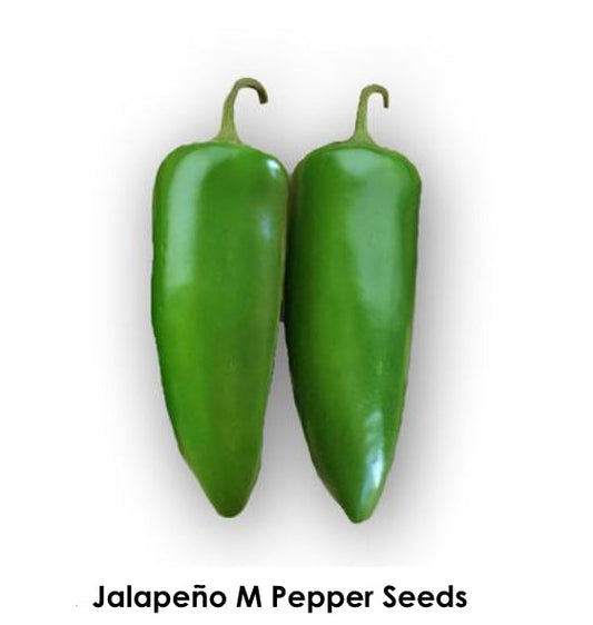 Jalapeño Seeds: A close-up image of two fresh Jalapeño M pepper seeds, vibrant green in color, showcasing their smooth surface and curved shape, ideal for gardening or culinary use.