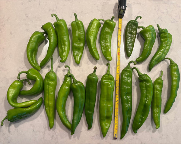 Big Jim Chiles Seed Review with Photo