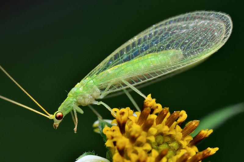 Homegrown National Park: Attract Lacewings to your garden for pest control!