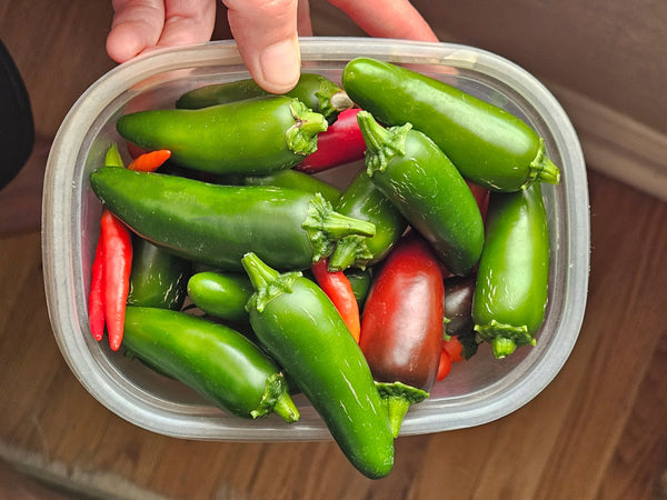 Largest Jalapenos you can Grow