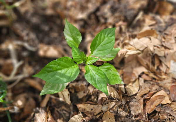 Best Mulch for Vegetables - Leaf Mulch