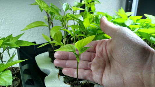 Leggy Pepper Plants