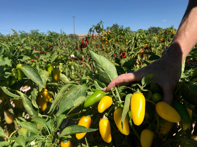 Buy Hot Pepper Seeds like Lemon Spice Jalapenos, shown here in field

