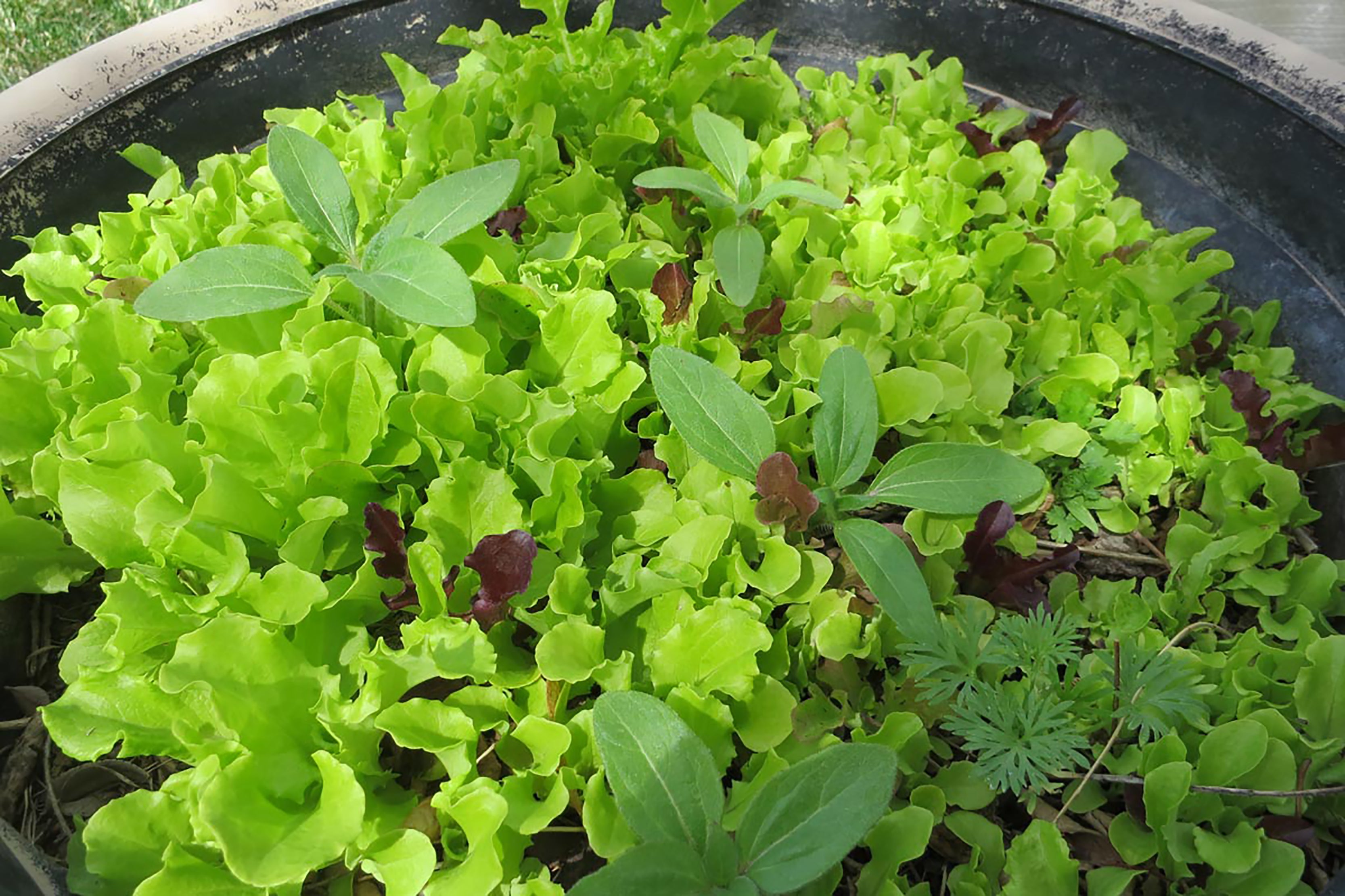 What seeds can you plant in July? Sandia Seed Company