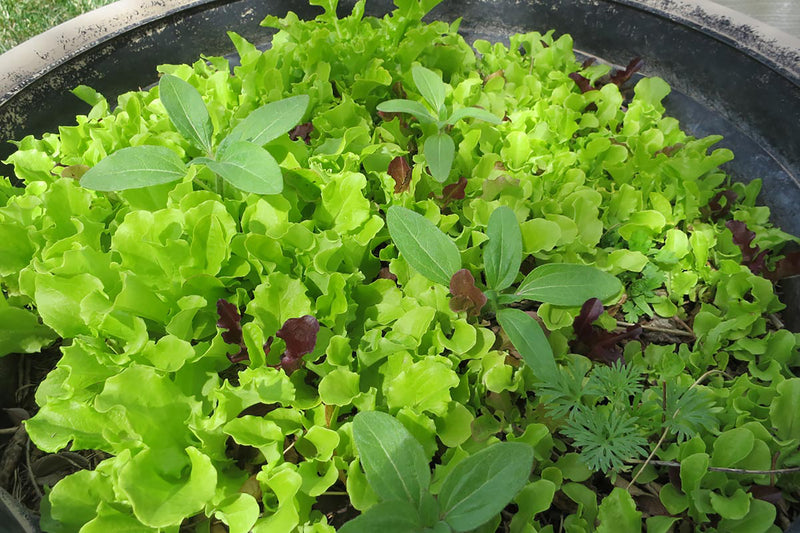 What seeds can you plant in July?