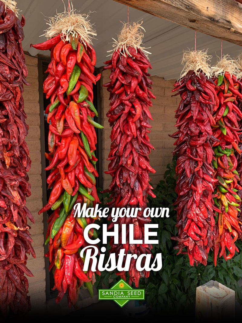How to Make a Ristra - Ristras hanging

