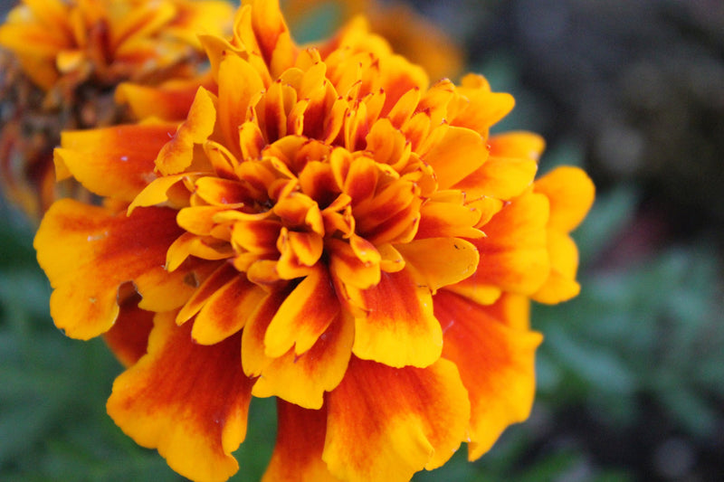 Marigold Tomatoes