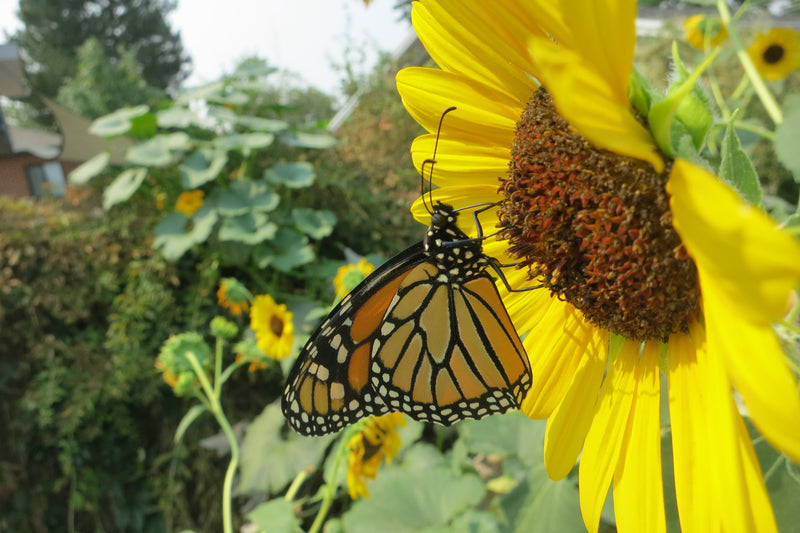 Create a Pollinator Garden - sunflowers attract butterflies like Monarchs and lots of native pollinators

